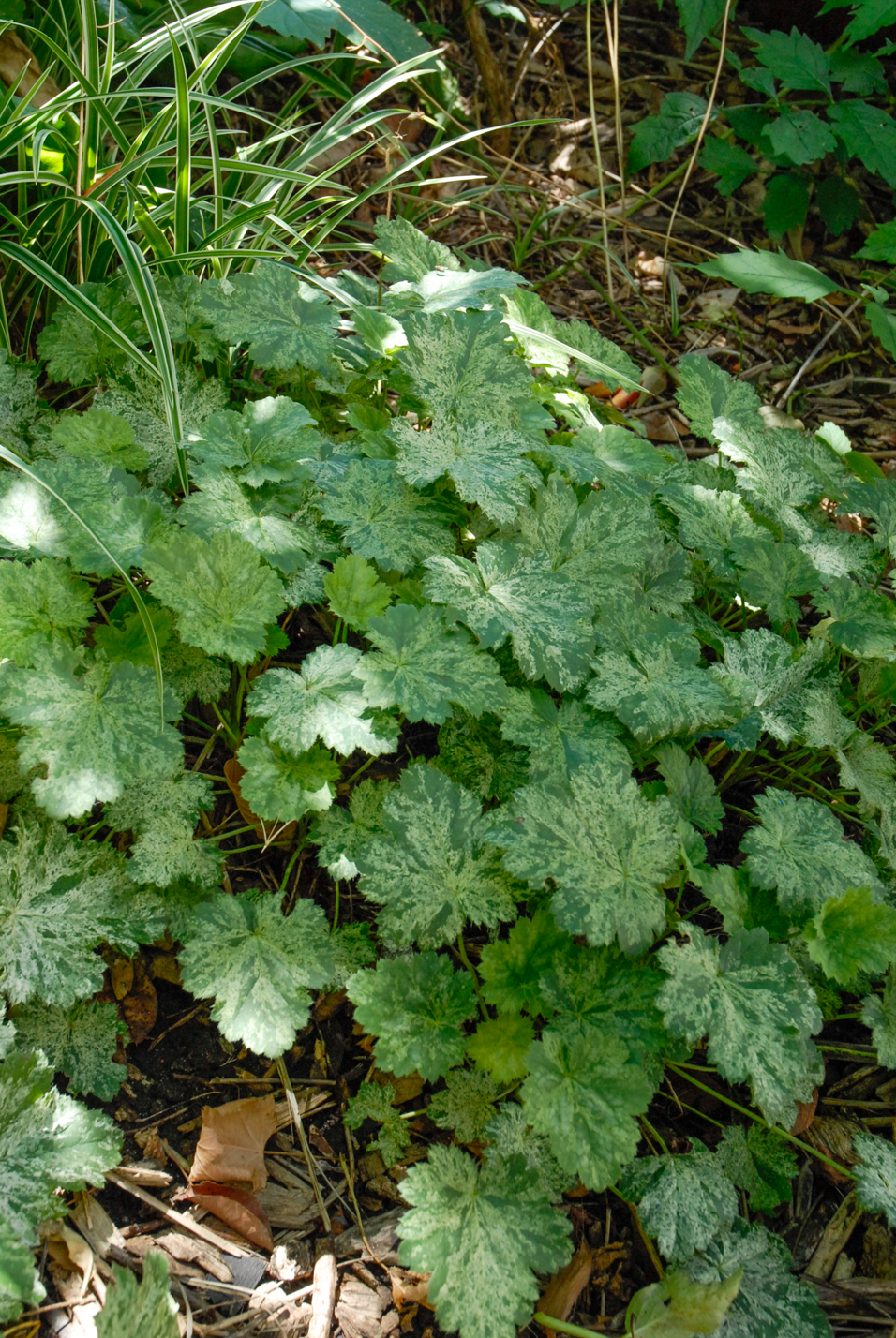 Snow Angel Coral Bells